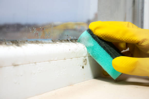 Professional Mold Removal in Hastings, MN