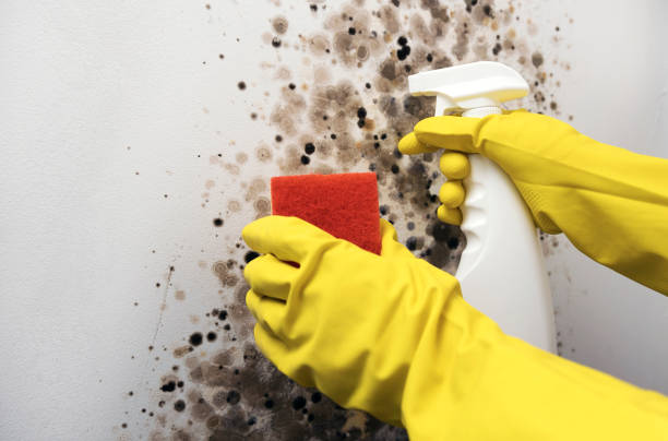 Crawl Space Mold Removal in Hastings, MN